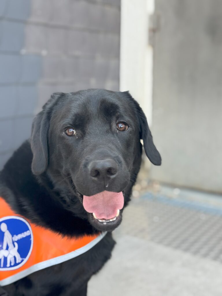 Portraitfoto von Odin: Der Labradorrüde hat kurzes, schwarzes Fell und trägt eine Kenndecke in orange mit einem Führhund-Logo.
